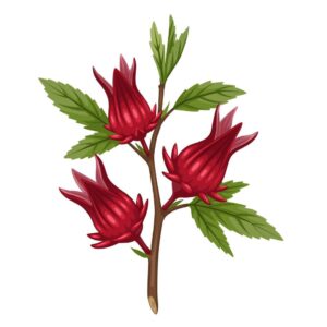 Illustration Of Rosella Or Hibiscus Sabdariffa Plants Isolated On White Background Vector 300x300
